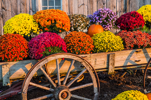 Fall Mums